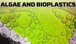 image-algae-and-bioplastics