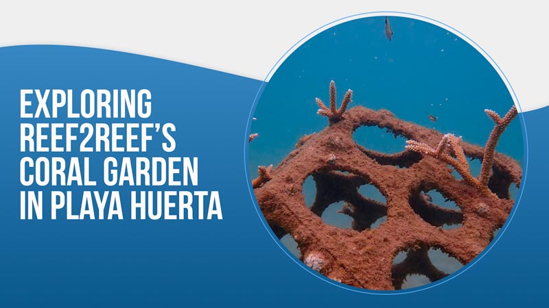 Exploring Reef2Reefs Coral Garden in Playa Huerta