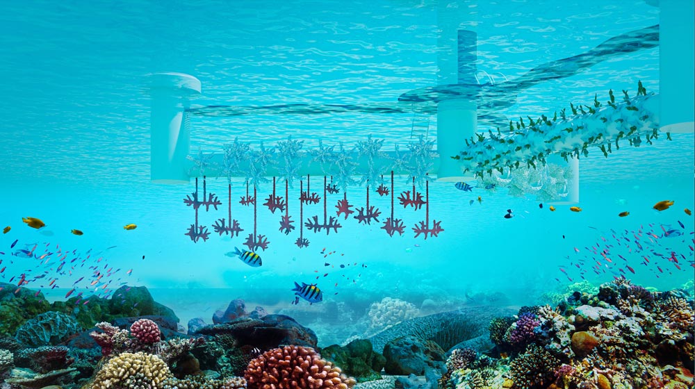 The potential for SeaPods to revolutionize coral reef restoration and ocean conservation is undeniable.